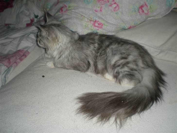 Maine Coon Zara billede 5