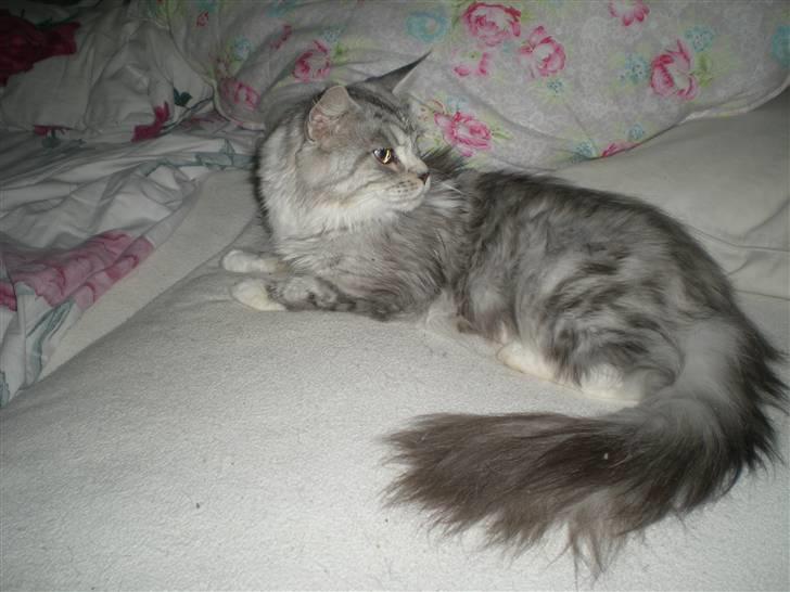 Maine Coon Zara billede 6