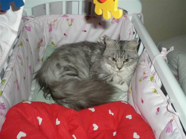 Maine Coon Zara billede 7