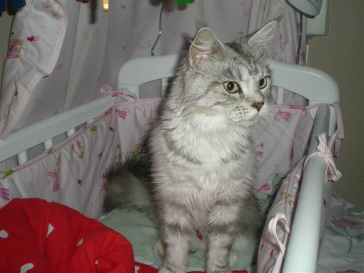 Maine Coon Zara billede 8