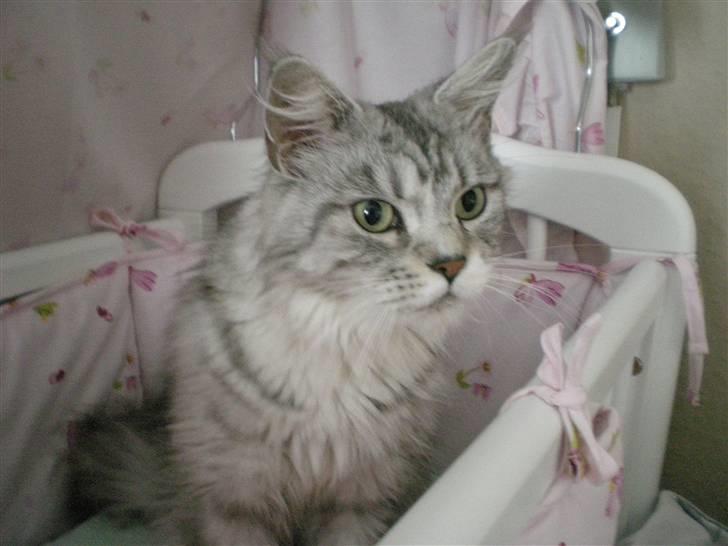 Maine Coon Zara billede 9