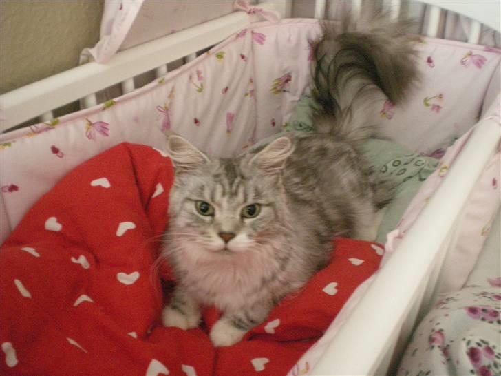 Maine Coon Zara billede 10