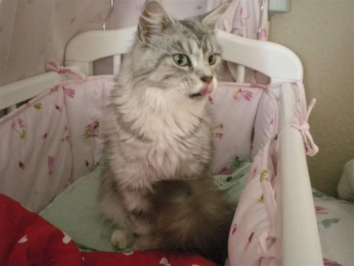 Maine Coon Zara billede 11