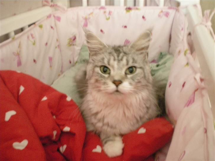 Maine Coon Zara billede 12