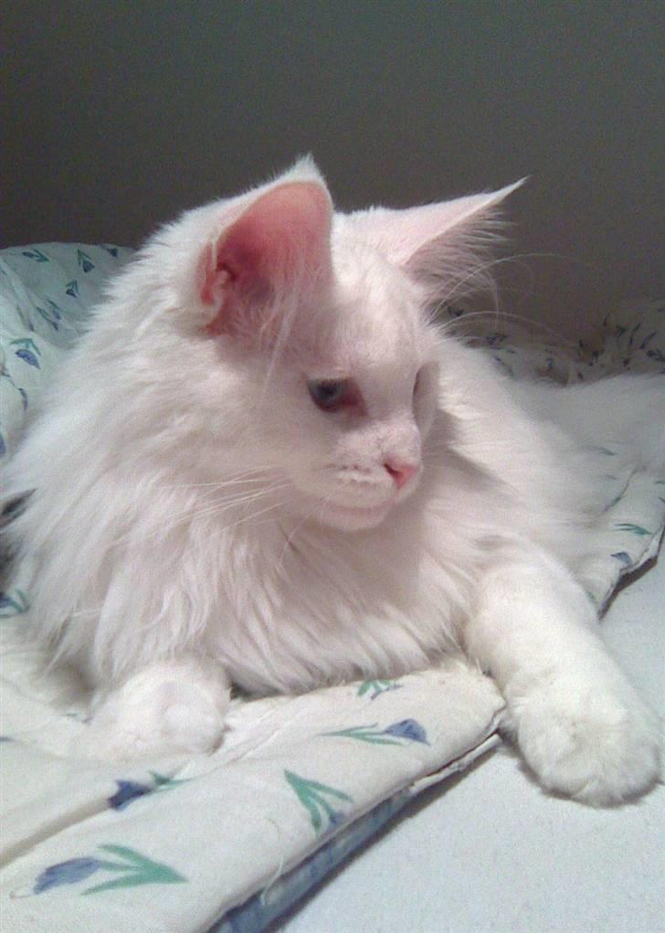 Maine Coon miss mia coons Zalsa - Min mor elsker det her billede. billede 17
