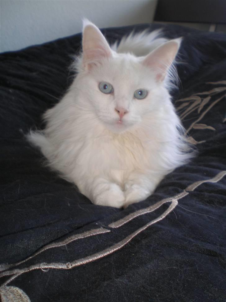 Maine Coon miss mia coons Zalsa billede 18
