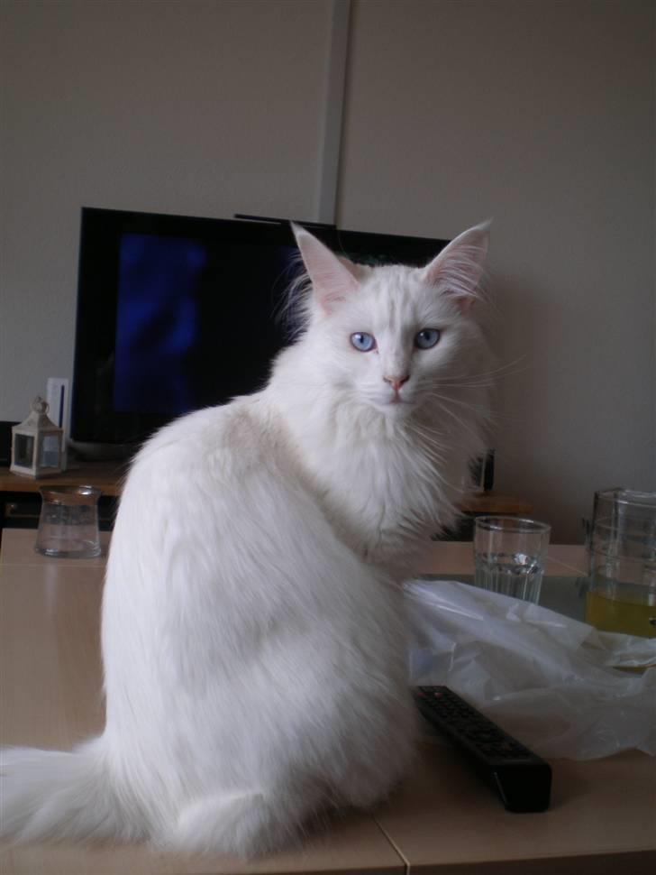 Maine Coon miss mia coons Zalsa billede 19