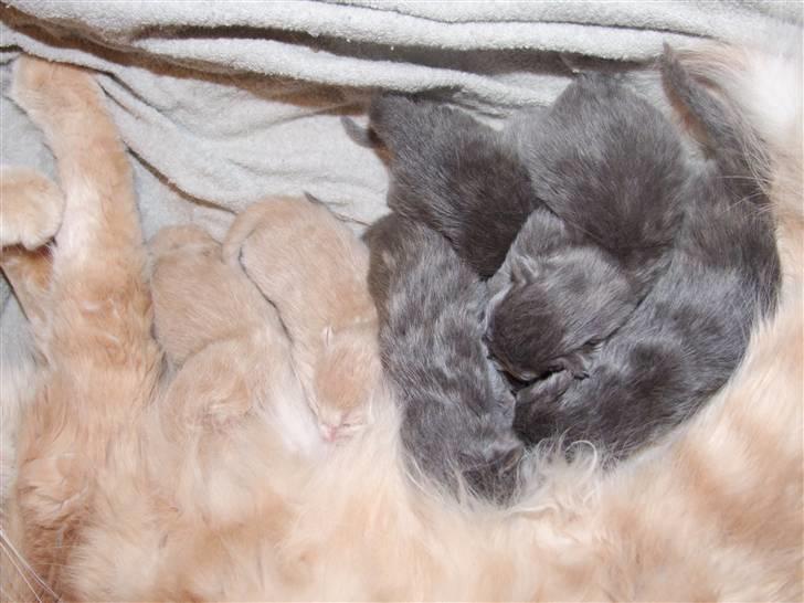 Maine Coon Mimse - Her ligger alle syv på en fin række billede 11