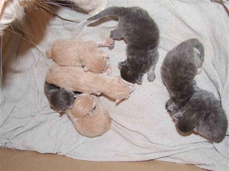 Maine Coon Mimse - Her snuser vi os lidt omkring billede 12