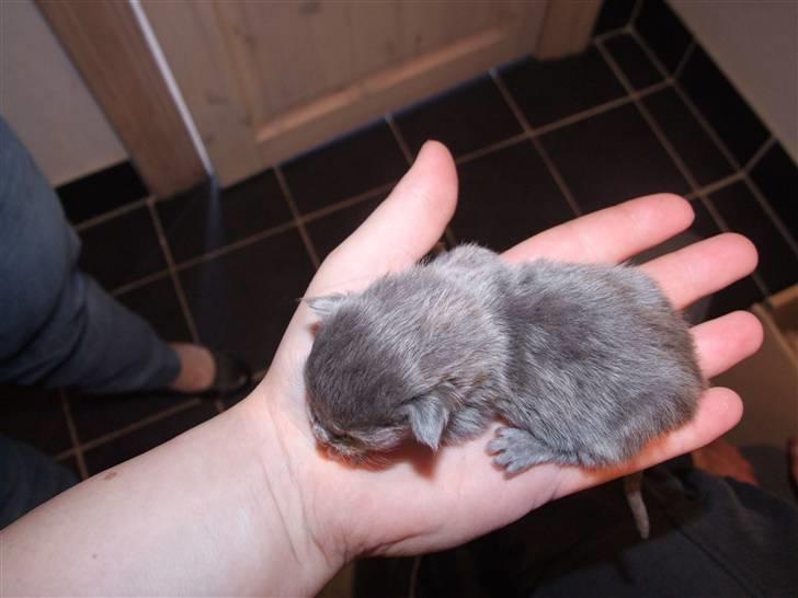 Maine Coon Mimse - Fin blå hun killing. billede 13