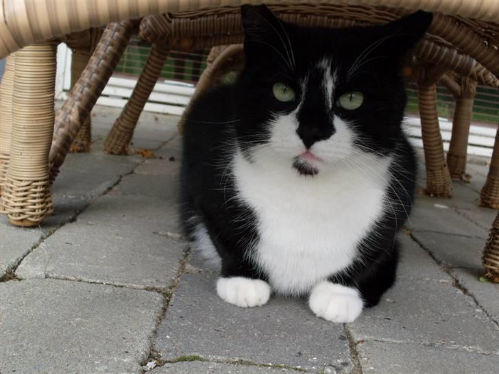 Huskat Felix - velkommen til Felix´s profil<3  billede 2