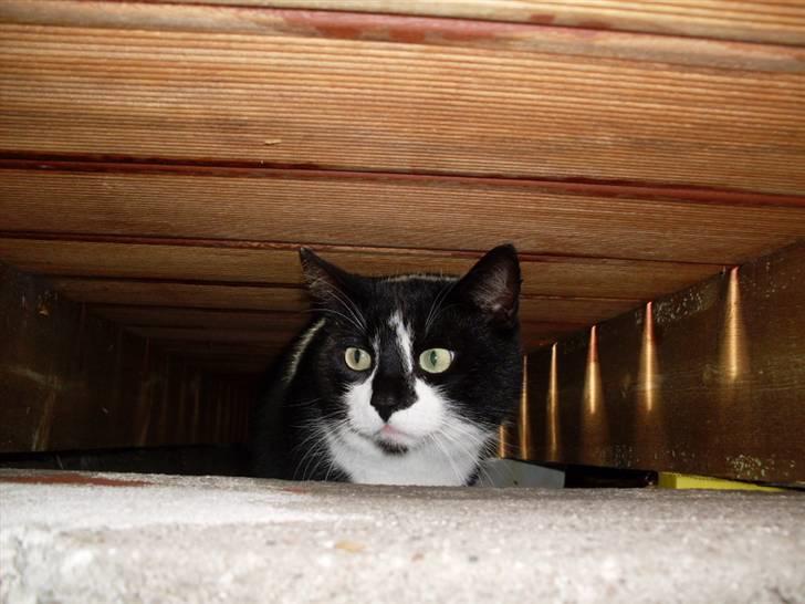 Huskat Felix - Felix der gemmer sig under terassenXD billede 3