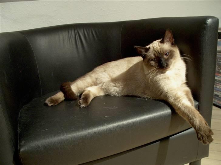 Ragdoll Fenris - 25 uger og 4,1 kg billede 15