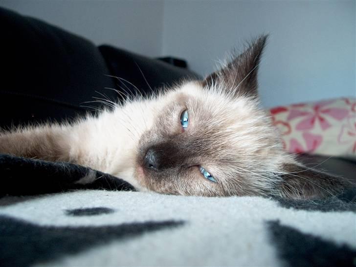 Ragdoll Fenris billede 16