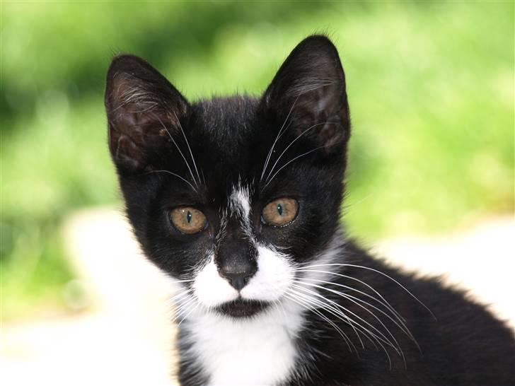 Blanding af racer Tom billede 1