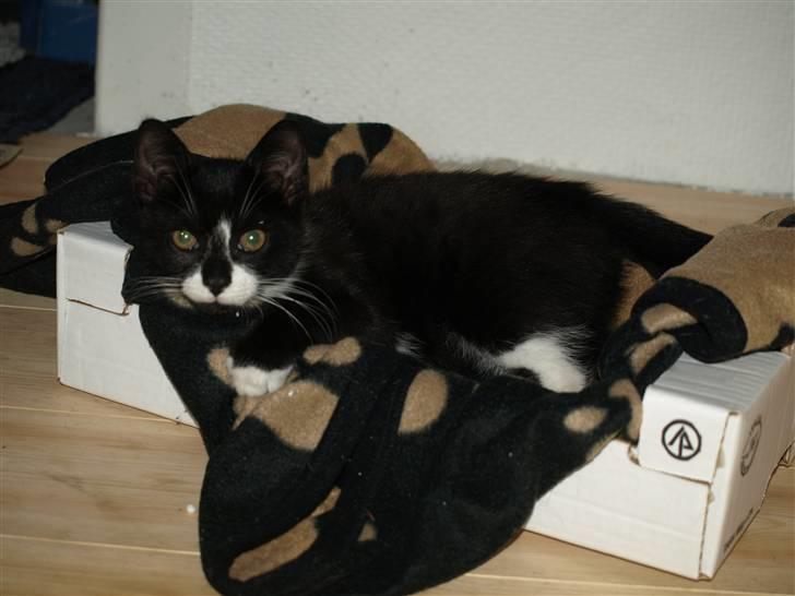 Blanding af racer Tom billede 2