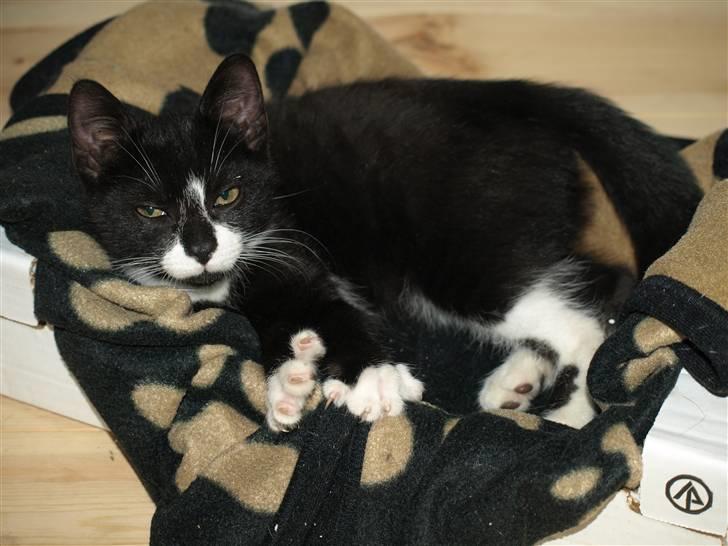 Blanding af racer Tom billede 3