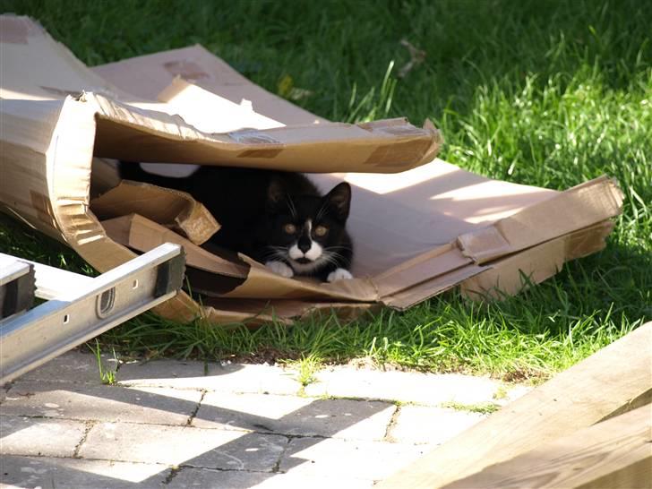 Blanding af racer Tom billede 4