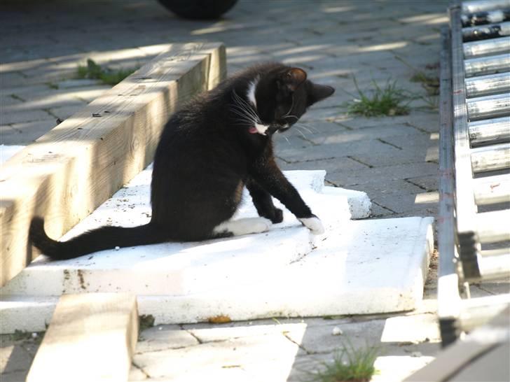 Blanding af racer Tom billede 5