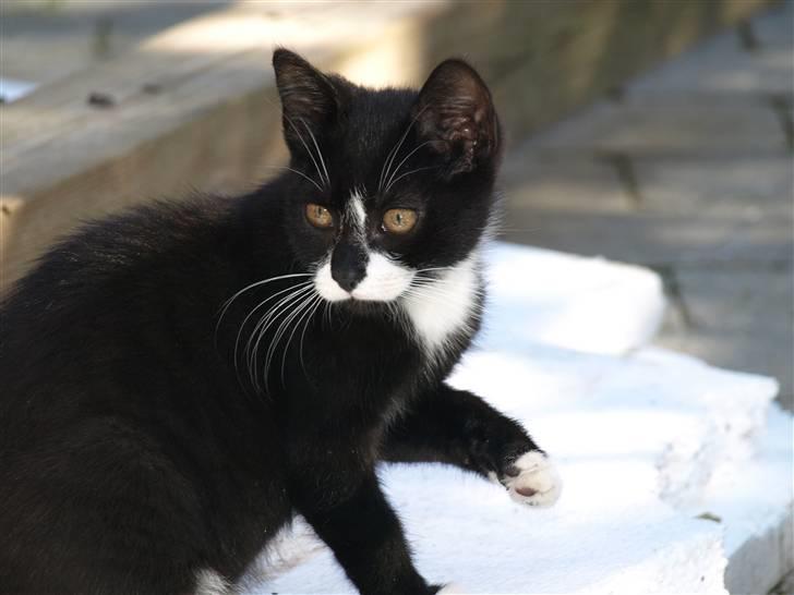 Blanding af racer Tom billede 6