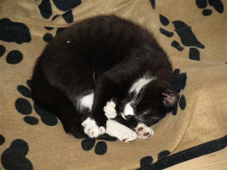 Blanding af racer Tom billede 7