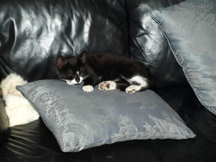 Blanding af racer Tom billede 8