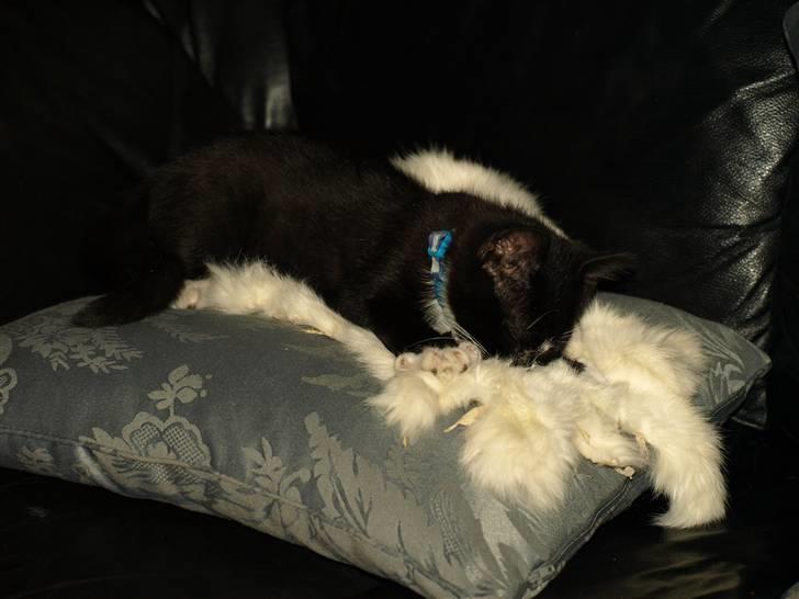 Blanding af racer Tom billede 9