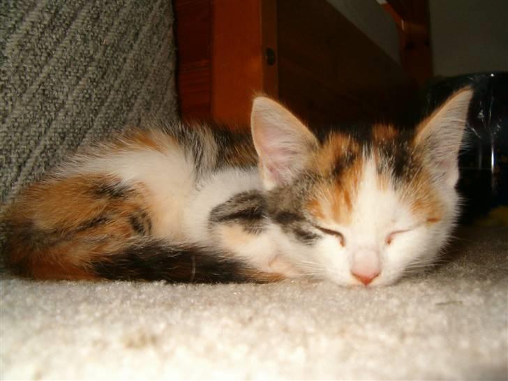 Blanding af racer Siva  - Ca. tager et par dage efter jeg havde fået hende hjem, hun var bare så fin en lille killing. <3  billede 1