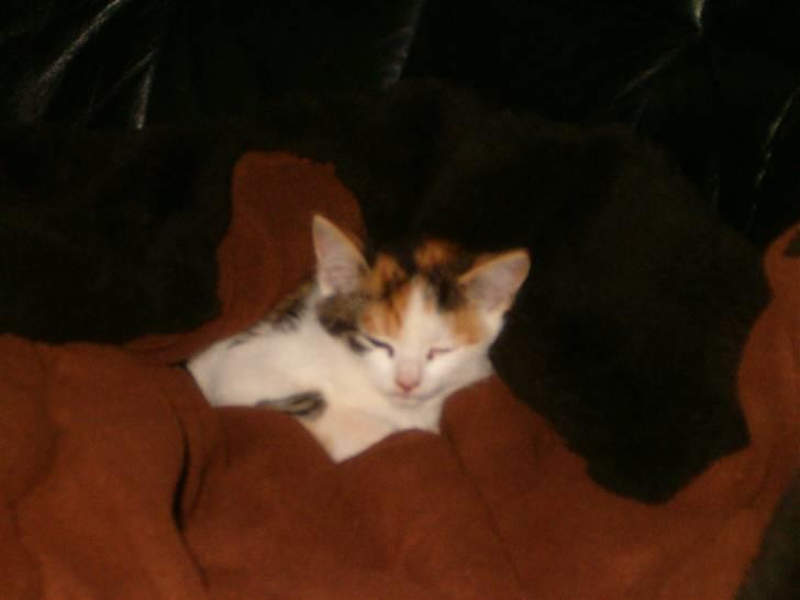 Blanding af racer Siva  - En af de første gange hun har vovet sig ind i stuen, efter jeg havde fået hende hjem, de første 3 dage, boede hun kun på mit værelse.  billede 2