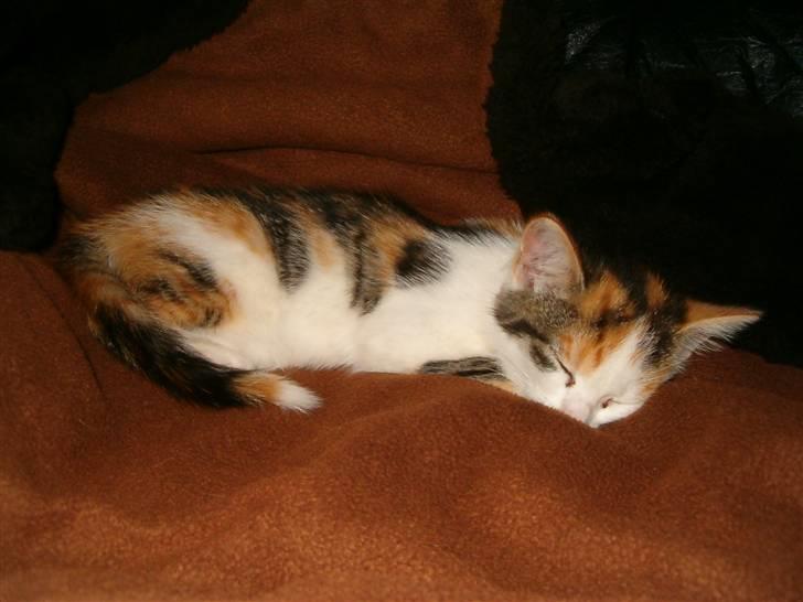 Blanding af racer Siva  - Syntes hun var så fin en lille killing, og så nuttet når hun lå og sov og ikke lavede ulykker. :D billede 3