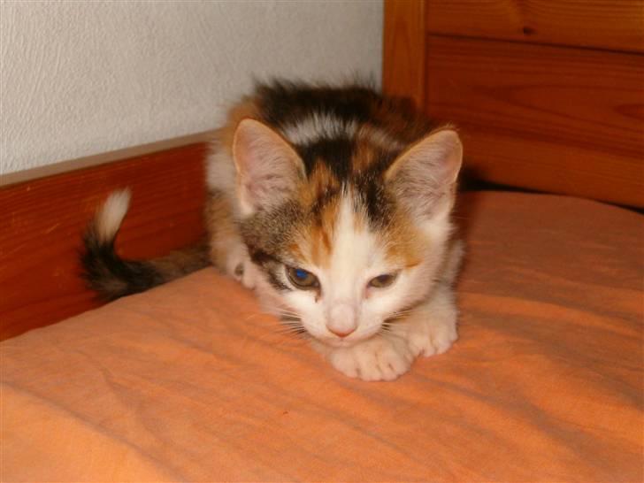 Blanding af racer Siva  - Ret pjusket som killing. :P  billede 4