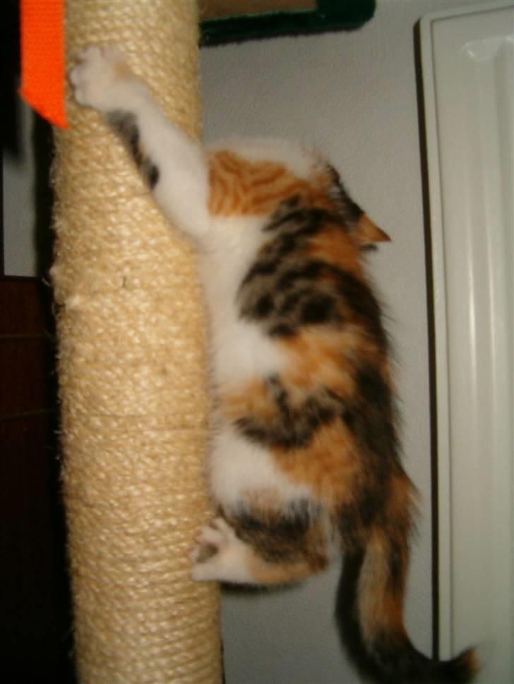 Blanding af racer Siva  - Kradser for en gangs skyld i noget hun godt må. :P  billede 5