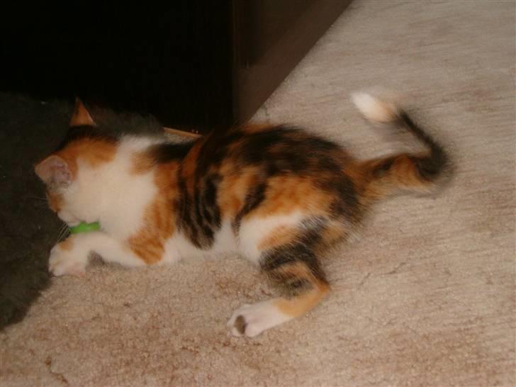 Blanding af racer Siva  - Hun er ved at lege med en lille grøn bold, den samme som på de to efterfølgende billeder. billede 6