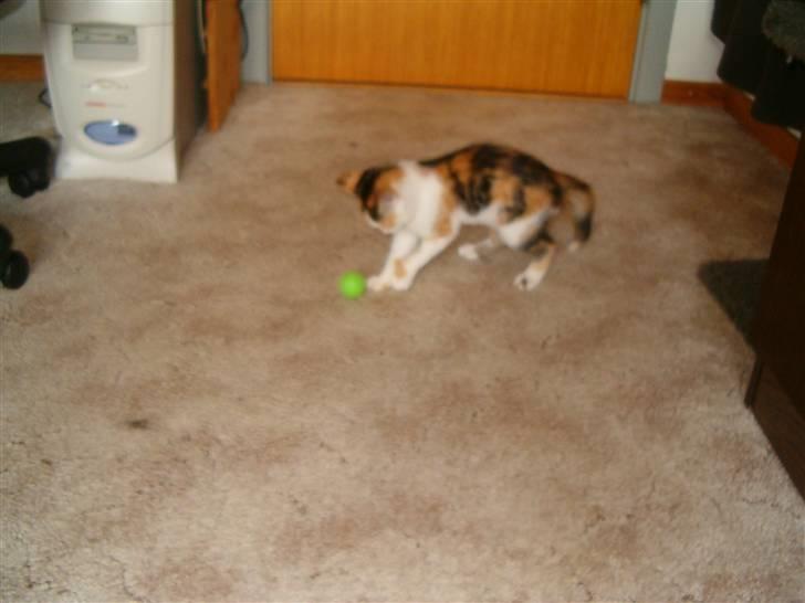 Blanding af racer Siva  - Leger med den lille grønne bold.  billede 7