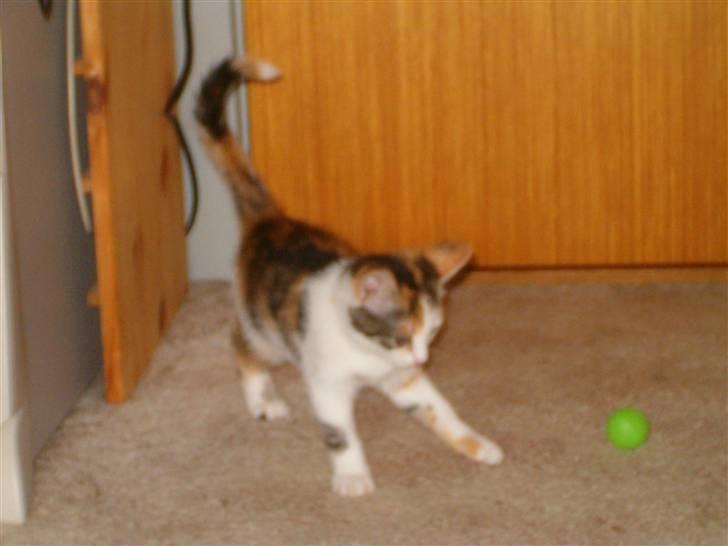 Blanding af racer Siva  - Leger stadig med den lille grønne bold. :D billede 8