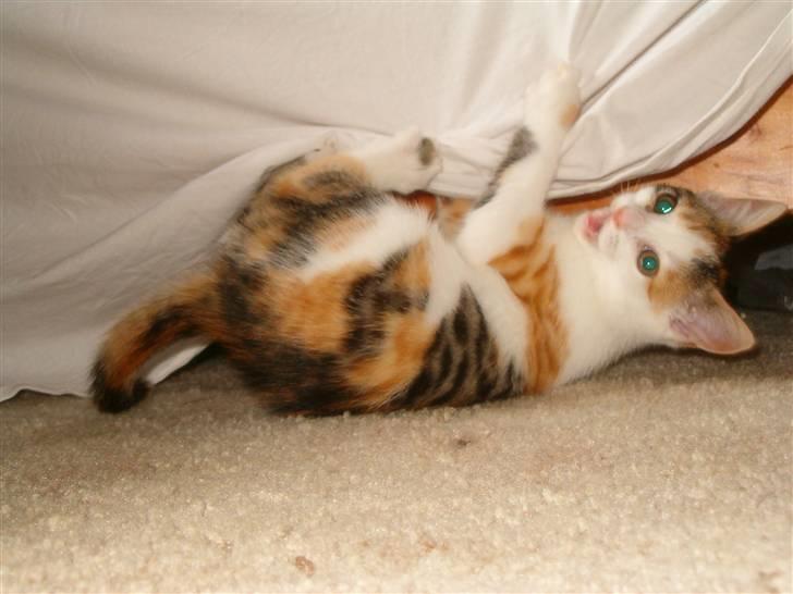 Blanding af racer Siva  - Som killing, hvor hun har travlt med at være uardig. :P  billede 9