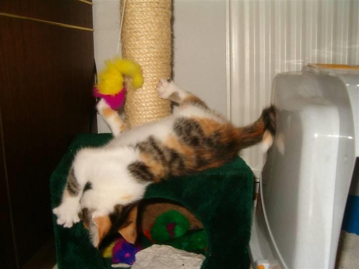 Blanding af racer Siva  - Falder ned af kradsetræet, syntes elv det er mega godt fanget med kameraet. :)  billede 10