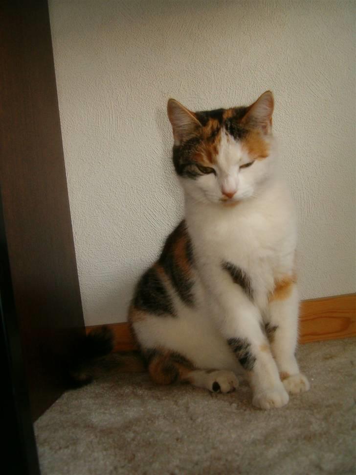 Blanding af racer Siva  - Så blev hun sørme også en fin voksen kat. <3  billede 11