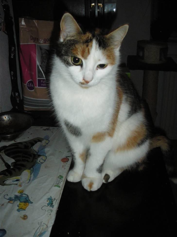 Blanding af racer Siva  - Læg mærke til hendes poter, den ene er næsten dobbelt så stor som den anden. Vi fandt aldrig ud af hvorfor, men det kom af sig selv, og gik væk igen af sig selv. :D  billede 12