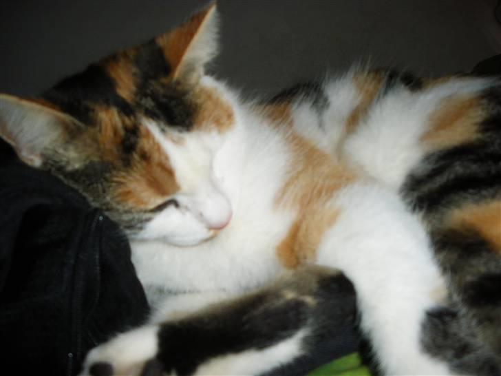 Blanding af racer Siva  - Ligger oven/ ind i min skoletaske. :P billede 13