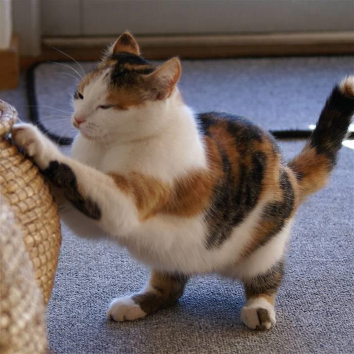 Blanding af racer Siva  - Elsker dette billede, det fortæller så meget, om hvilken bølle min dejlige kat er. :D billede 15