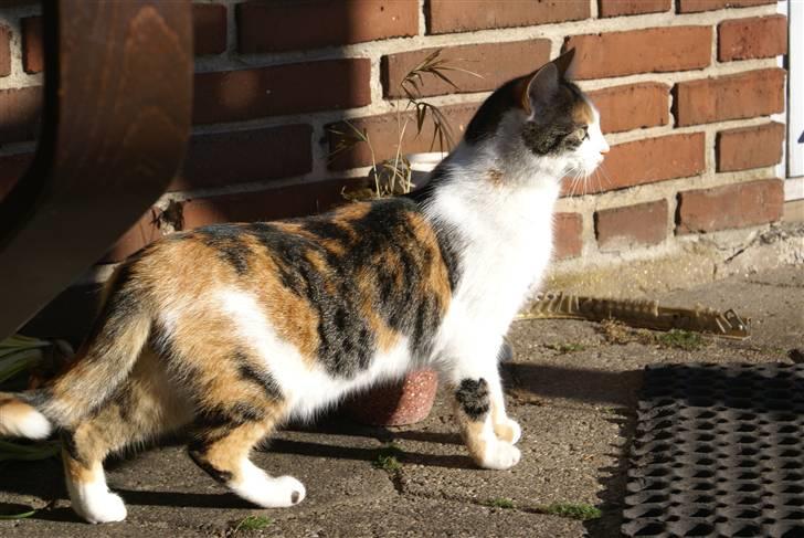 Blanding af racer Siva  - På jagt uden for. ;D billede 16