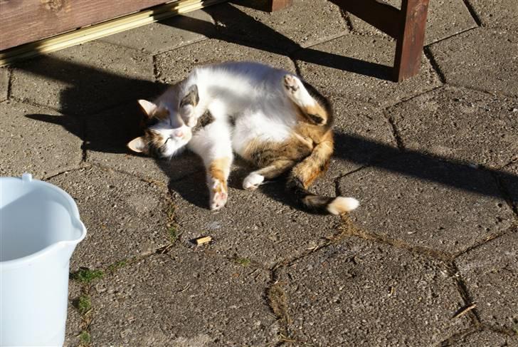 Blanding af racer Siva  - Nyder den dejlige sol, og at gøre sig til for kameraet. :D billede 17