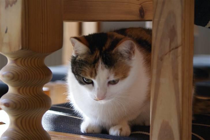 Blanding af racer Siva  - Gemmer sig tror jeg. :P  billede 18