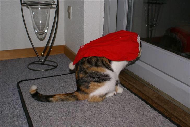 Blanding af racer Siva  - Så blev det jul, men katten ser ikke videre tilfreds ud, med hendes nissehue, hun ligner mere en der gerne vil ud. :D <3  billede 19