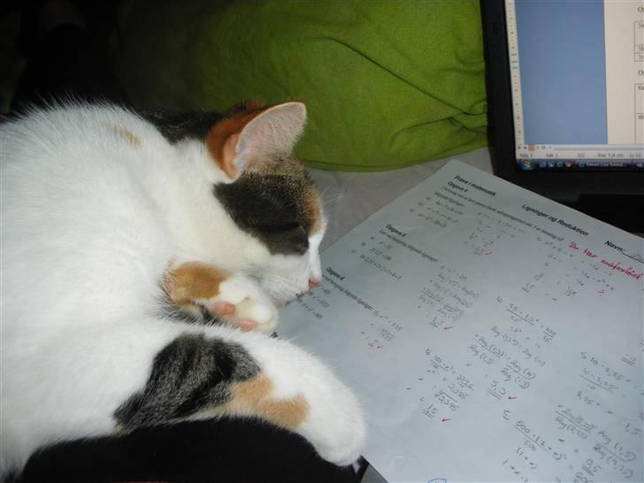 Blanding af racer Siva  - Hun er vidst faldet i søvn over lektierne. :P  billede 20