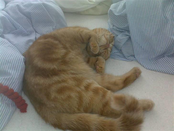 Exotic Alomi's Mikkel billede 10