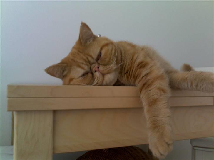 Exotic Alomi's Mikkel billede 11