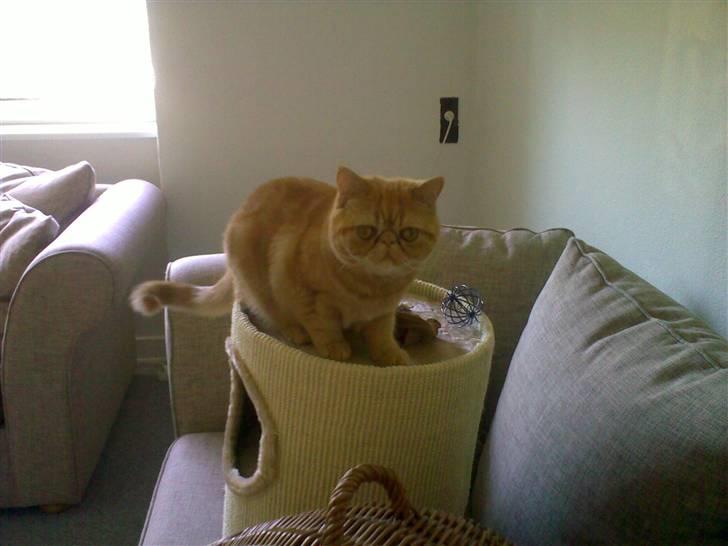 Exotic Alomi's Mikkel billede 12