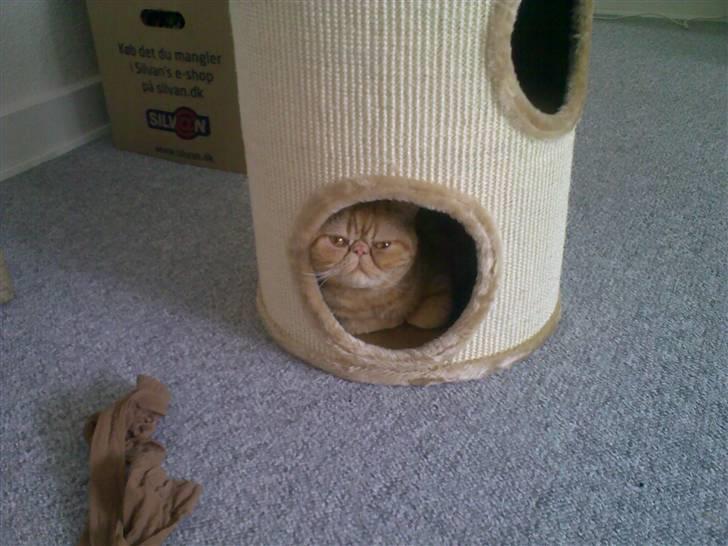 Exotic Alomi's Mikkel billede 13